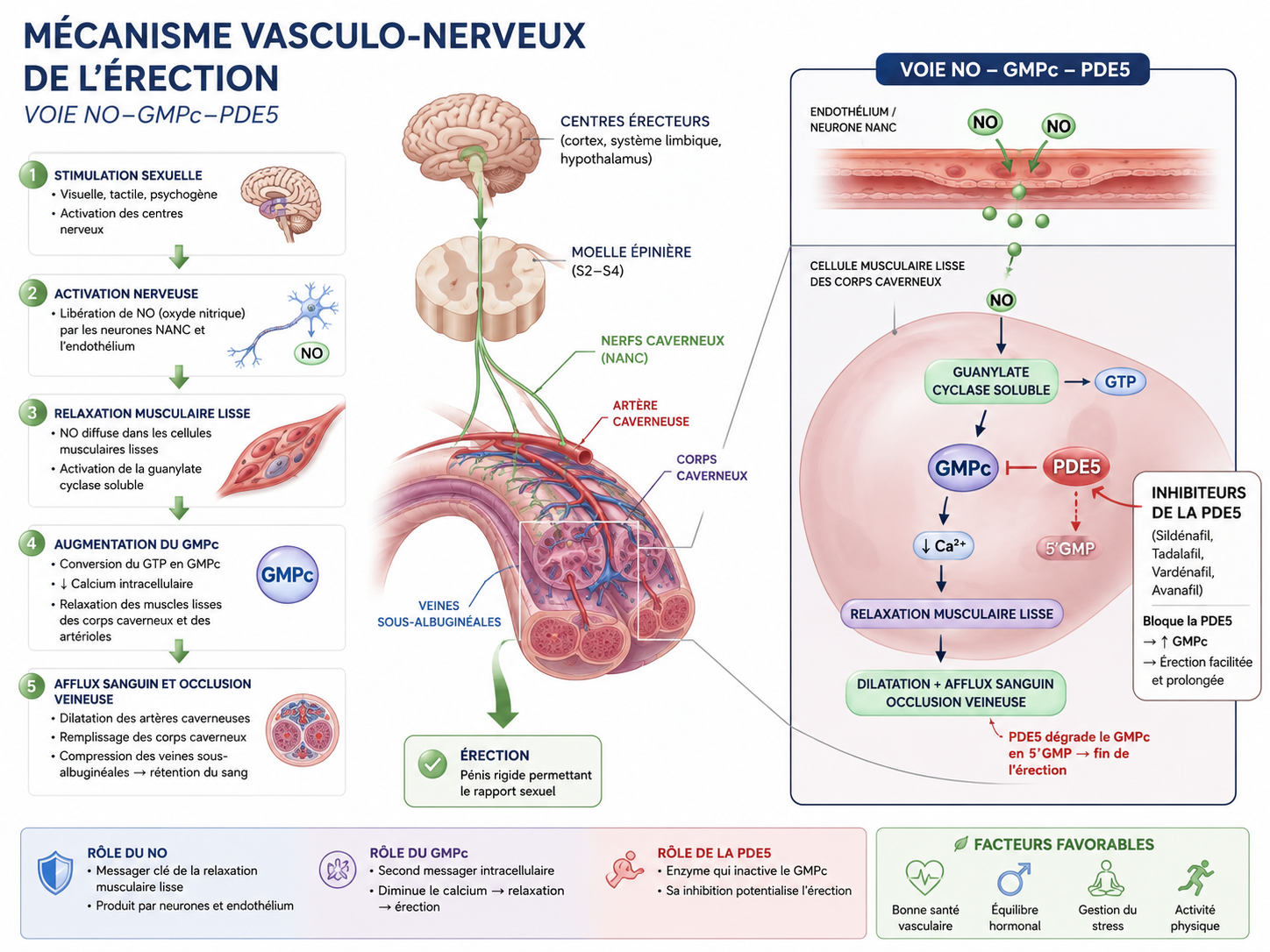 Schéma du mécanisme vasculo-nerveux de l'érection avec voie NO-GMPc-PDE5