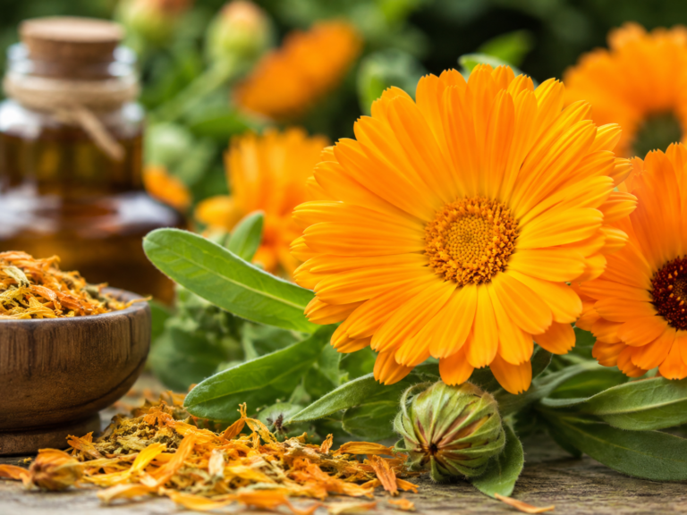 fleurs orangées de souci officinal (Calendula officinalis) en gros plan, usage phytothérapique