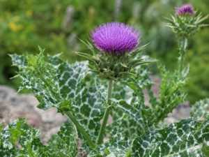 Capitule violet de chardon-marie (Silybum marianum) aux feuilles marbrées de blanc, plante entière sur fond naturel