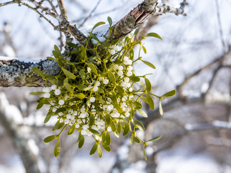 Boule de gui (Viscum album) avec ses baies blanches sur une branche de pommier en hiver