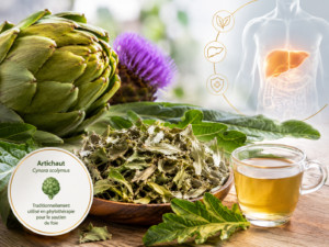 Feuilles dentées d'artichaut (Cynara scolymus) utilisées en phytothérapie pour le foie