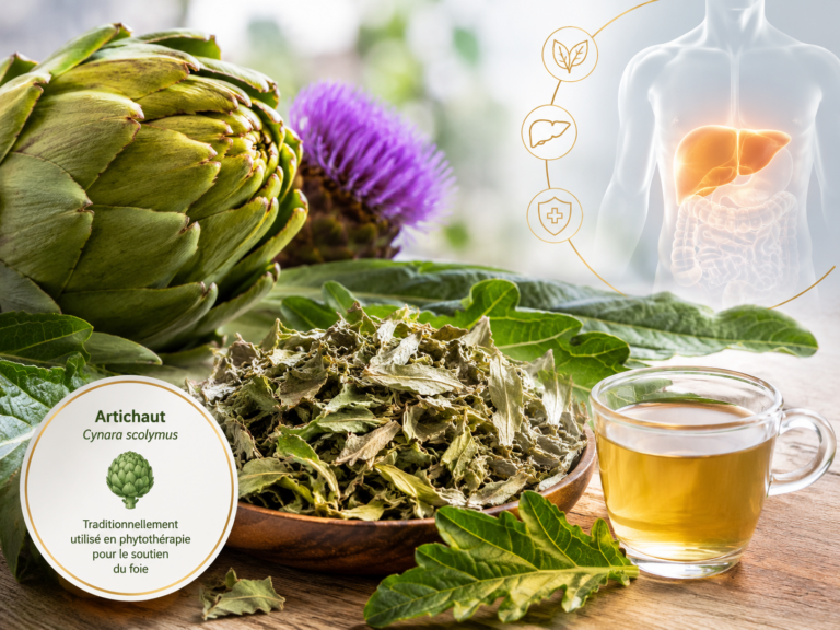 Feuilles dentées d'artichaut (Cynara scolymus) utilisées en phytothérapie pour le foie