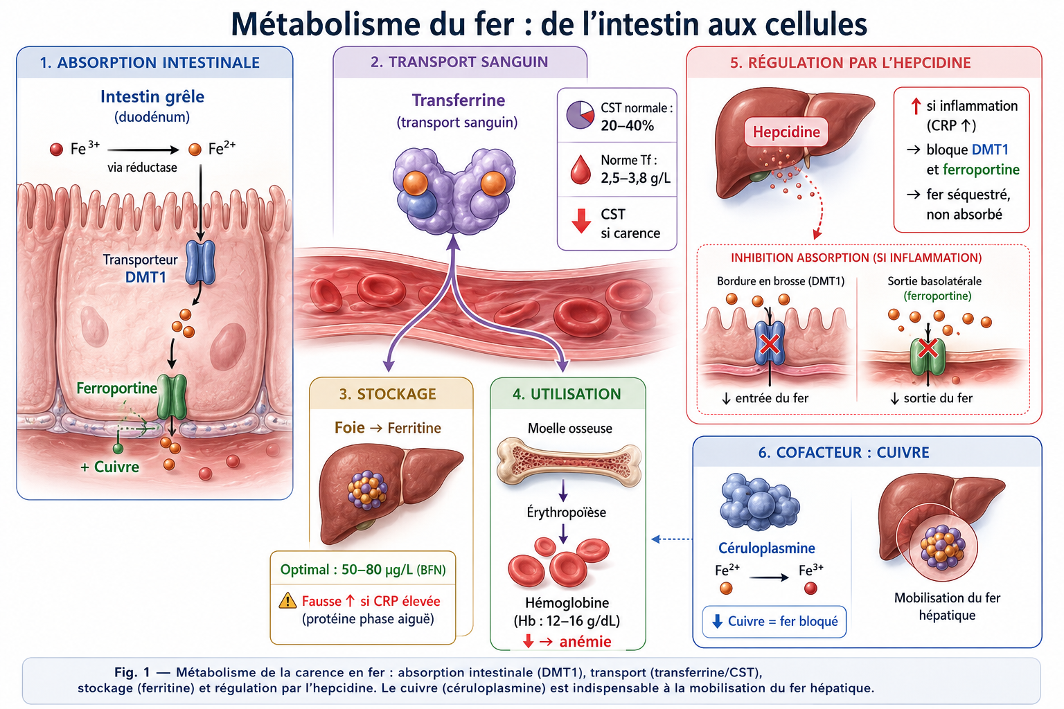 Schéma du métabolisme du fer : absorption intestinale (DMT1), transport par la transferrine, stockage sous forme de ferritine et régulation par l'hepcidine