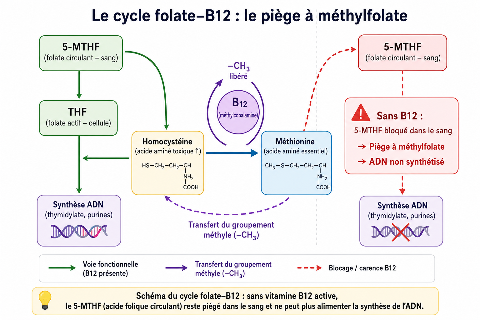 Schéma du cycle folate-B12 et piège à méthylfolate : rôle de la vitamine B12 comme passeur du méthyle
