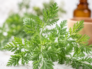 Feuilles d'Artemisia annua (armoise annuelle) en gros plan, plante médicinale
