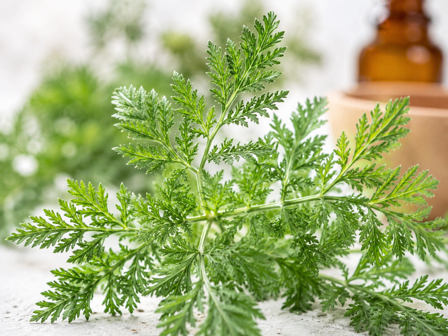 Feuilles d'Artemisia annua (armoise annuelle) en gros plan, plante médicinale