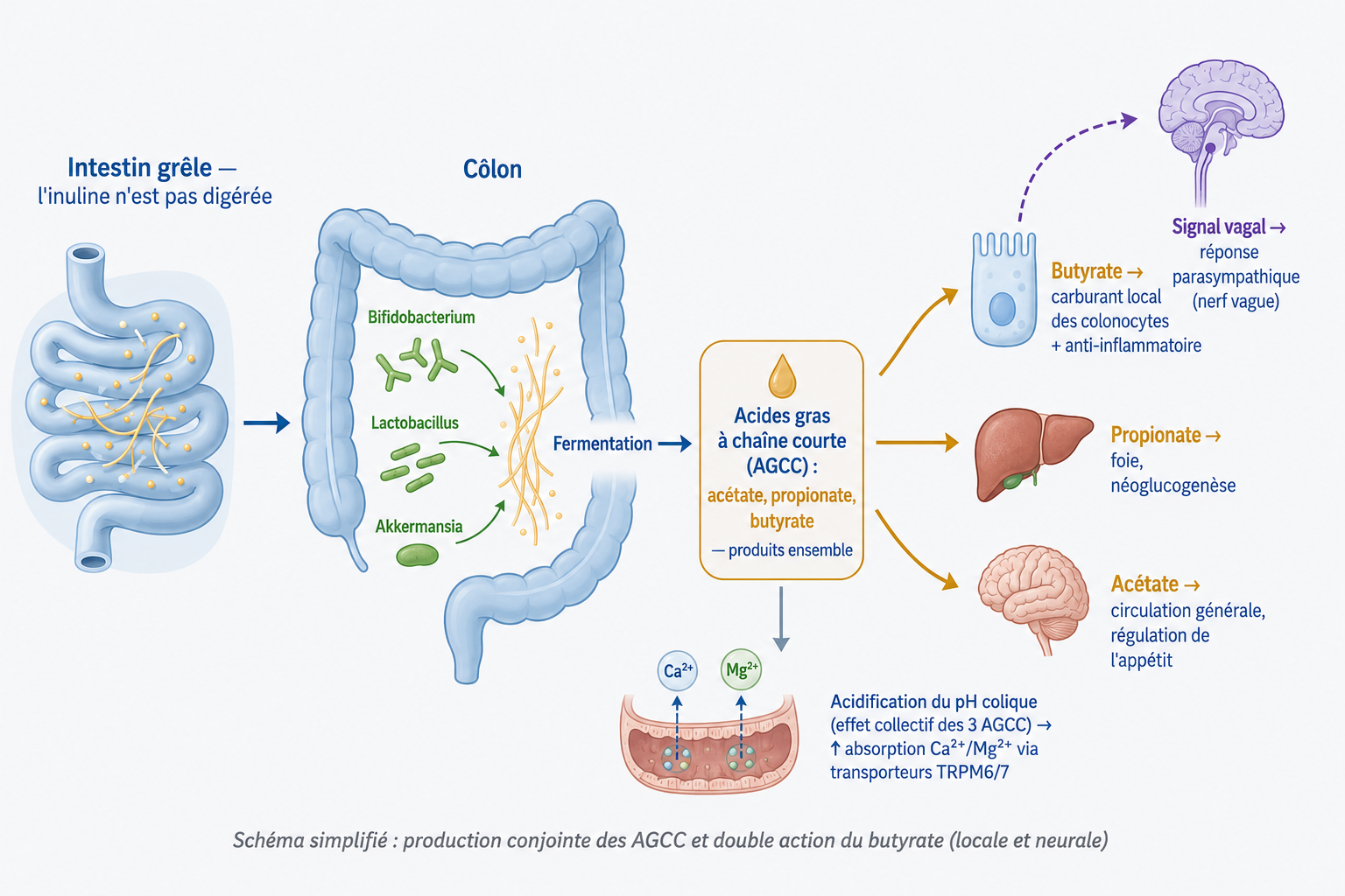 Schéma du métabolisme de l'inuline de chicorée dans le côlon : fermentation par le microbiote, production d'acides gras à chaîne courte (acétate, propionate, butyrate) et leurs effets respectifs, dont le signal vagal du butyrate et l'acidification colique favorisant l'absorption du calcium et du magnésium