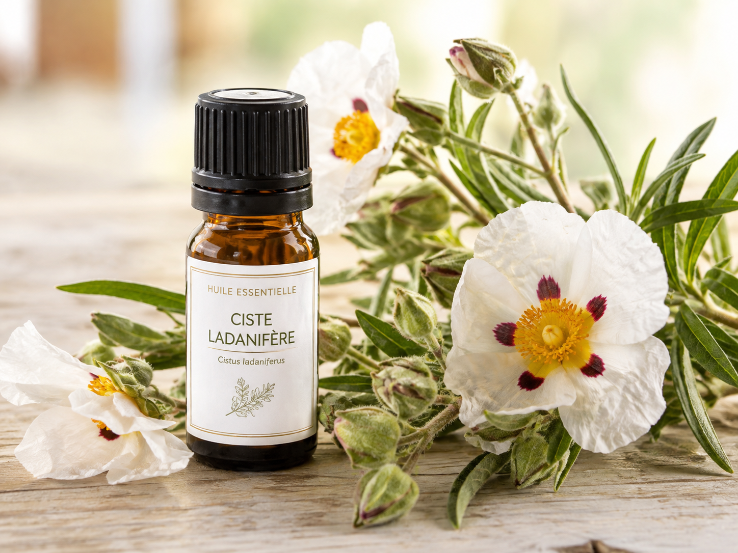 Flacon d'huile essentielle de ciste ladanifère posé à côté de rameaux fleuris de ciste