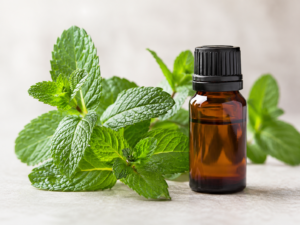 Rameau de menthe poivrée (Mentha piperita) et flacon d'huile essentielle sur fond neutre