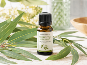 Flacon d'huile essentielle d'eucalyptus citronné (Corymbia citriodora) posé près de feuilles fraîches au parfum citronné