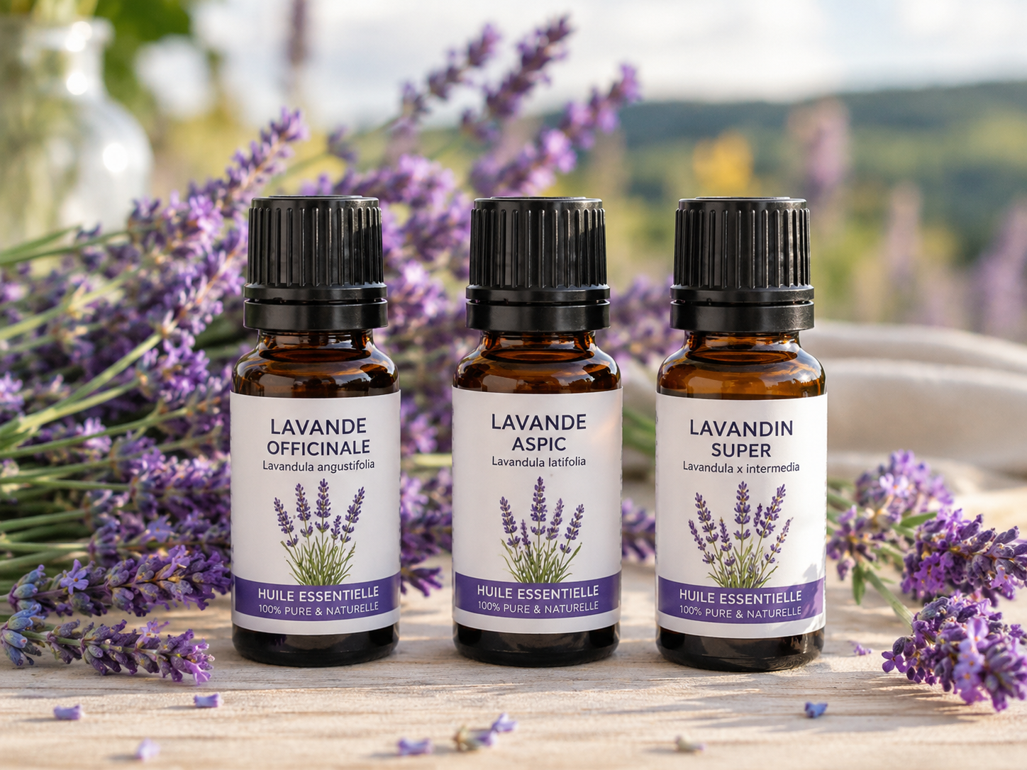 Trois flacons d'huiles essentielles de lavande officinale, aspic et lavandin posés près de branches de lavande en fleur