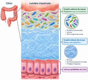 Mucus intestinal : fibres, émulsifiants, comment le protéger Schéma du mucus intestinal du côlon avec sa couche interne dense sans bactéries et sa couche externe peuplée par le microbiote