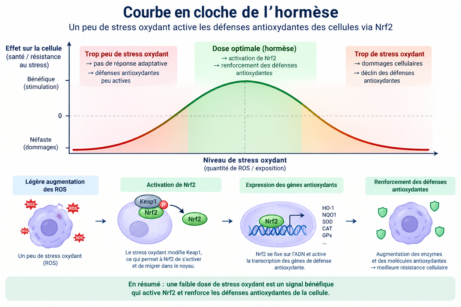 Stress oxydant, hormèse, Nrf2